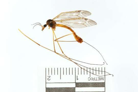 Image of Tipula (Lindnerina) serta Loew 1863