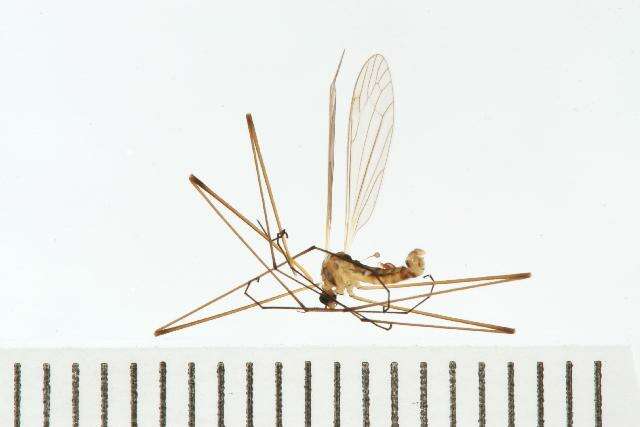 Image of Dicranomyia gibsoni