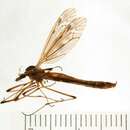 Image of Tipula (Vestiplex) balioptera Loew 1863