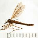 صورة Tipula (Vestiplex) balioptera Loew 1863