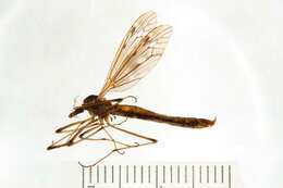 صورة Tipula (Vestiplex) balioptera Loew 1863