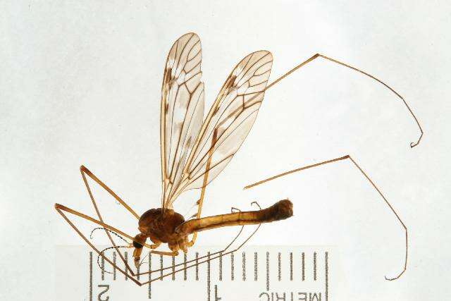 Image of Tipula (Vestiplex) canadensis Loew 1864