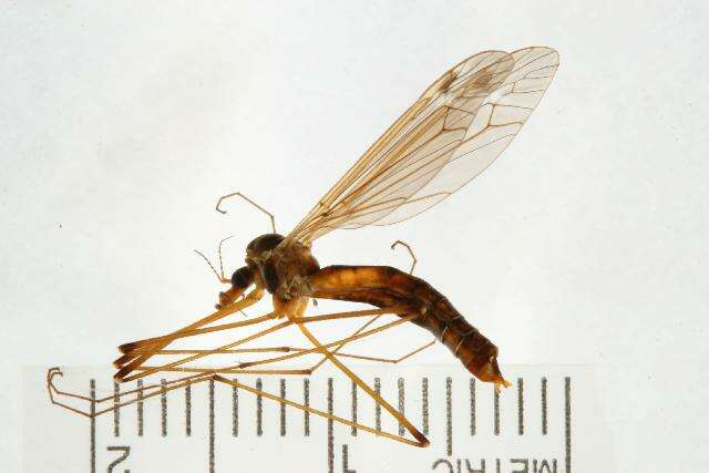 Image of Tipula (Lunatipula) saxemontana Alexander 1946
