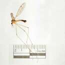 Image of Tipula (Beringotipula) resurgens Walker 1848
