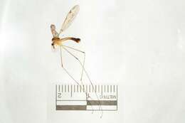 Image of Tipula (Beringotipula) resurgens Walker 1848