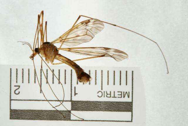 Image of Tipula (Beringotipula) resurgens Walker 1848