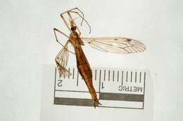 صورة Tipula (Vestiplex) balioptera Loew 1863