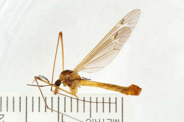 Image of Tipula (Lunatipula) saxemontana Alexander 1946