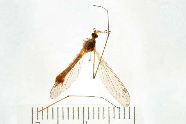 صورة Tipula (Lunatipula) saxemontana Alexander 1946