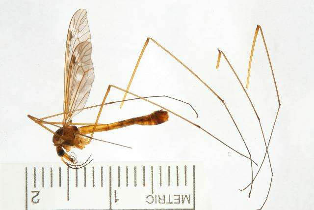 Image of Tipula (Lindnerina) serta Loew 1863