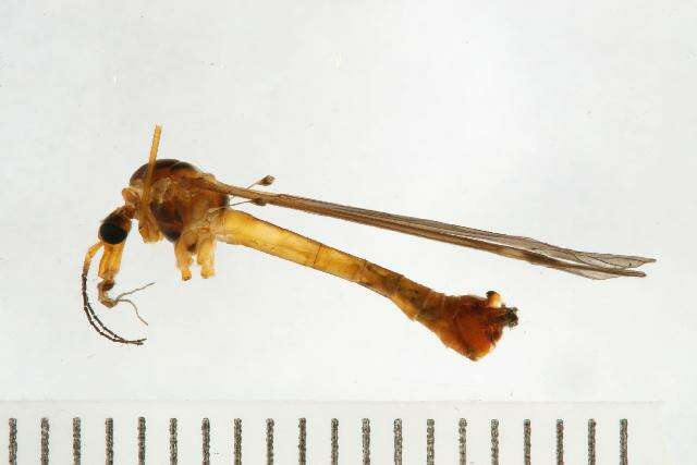 Image of Tipula (Lunatipula) saxemontana Alexander 1946