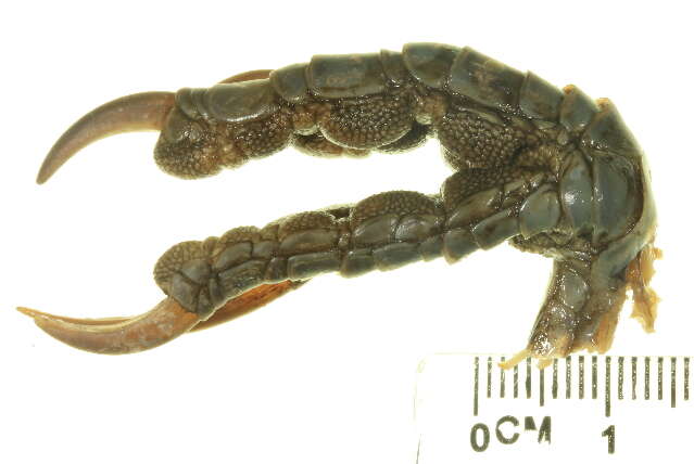 Centropus phasianinus (Latham 1801)的圖片