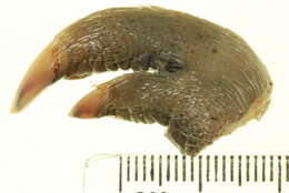 Image of bandicoots and bilbies