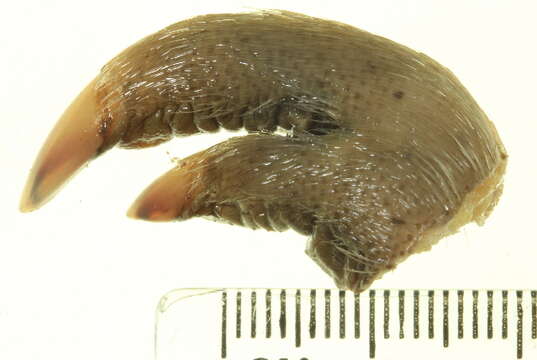 Image of Northern Brown Bandicoot