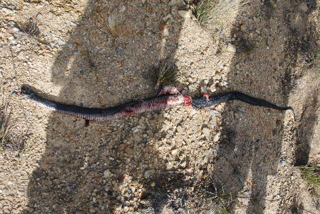 Image of red-bellied black snake