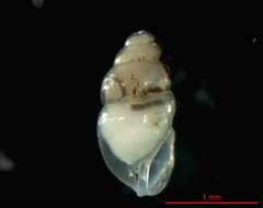 Image of Tiny herald snail