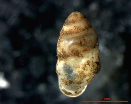 Image of Tiny herald snail