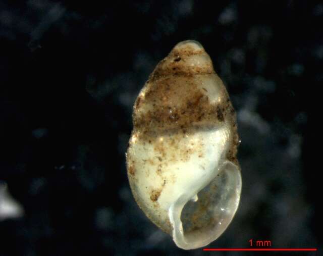 Image of Tiny herald snail