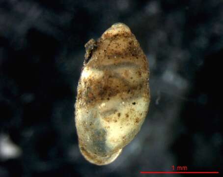 Image of Tiny herald snail