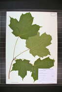 Image of Acer nigrum