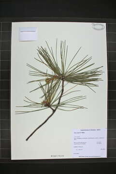 Image of pitch pine