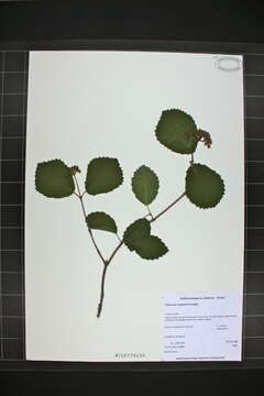 Image of Viburnum recognitum