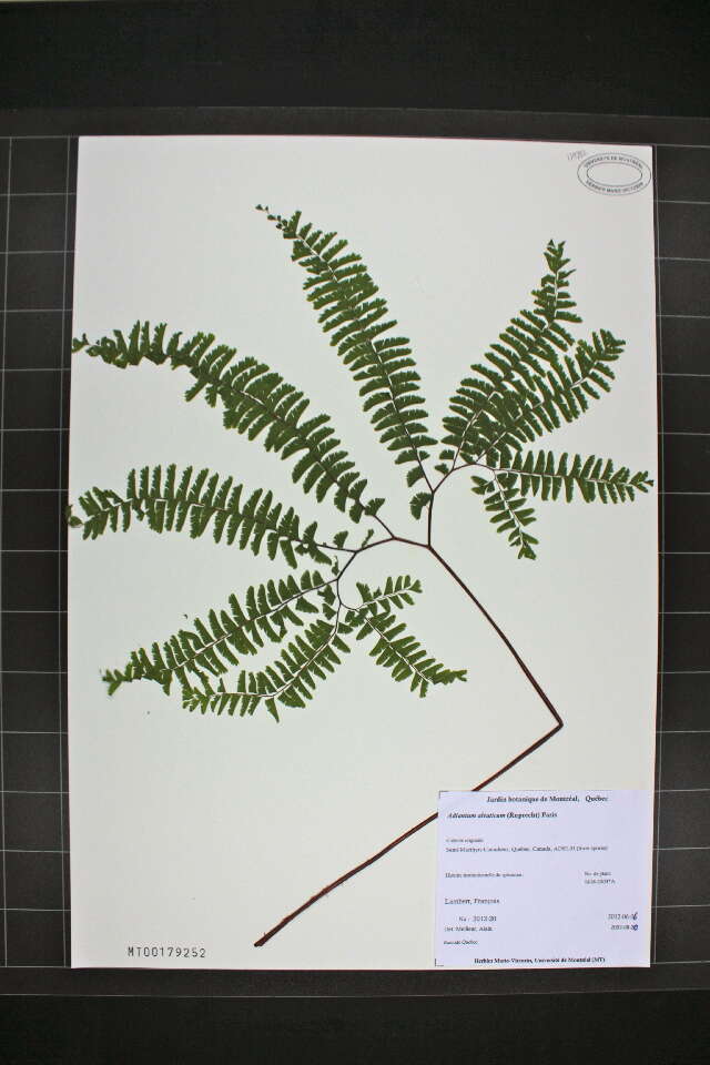 Image of Aleutian maidenhair