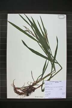 Image of arctic brome