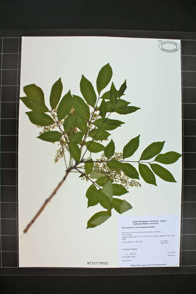 Image of poison sumac