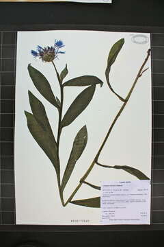 Centaurea montana L. resmi