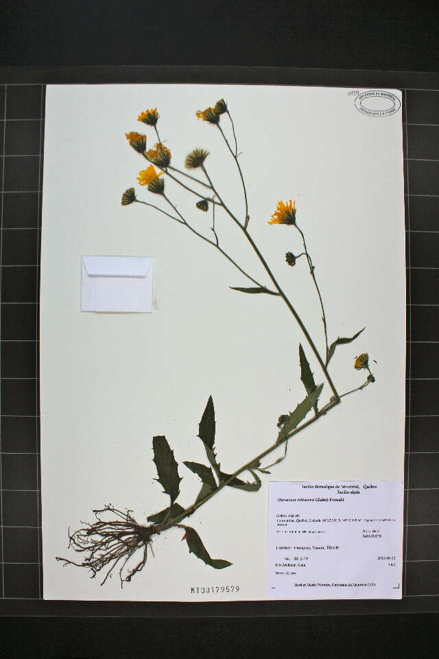 Image of Robinson's hawkweed