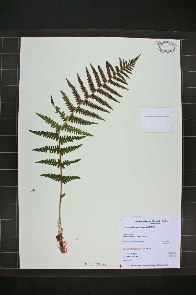 Image of male fern