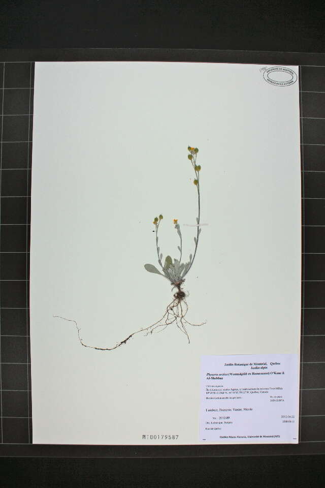 Image of arctic bladderpod