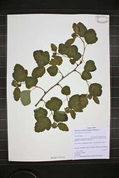 Image of common ninebark