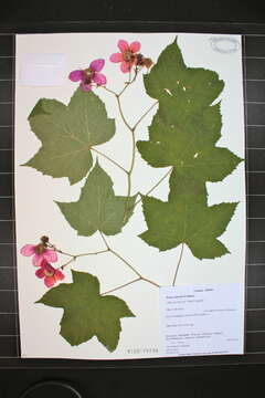 Image of American bramble