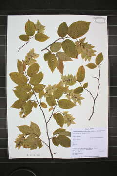 Image of hornbeam