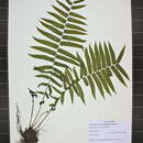 Image of Glade Fern