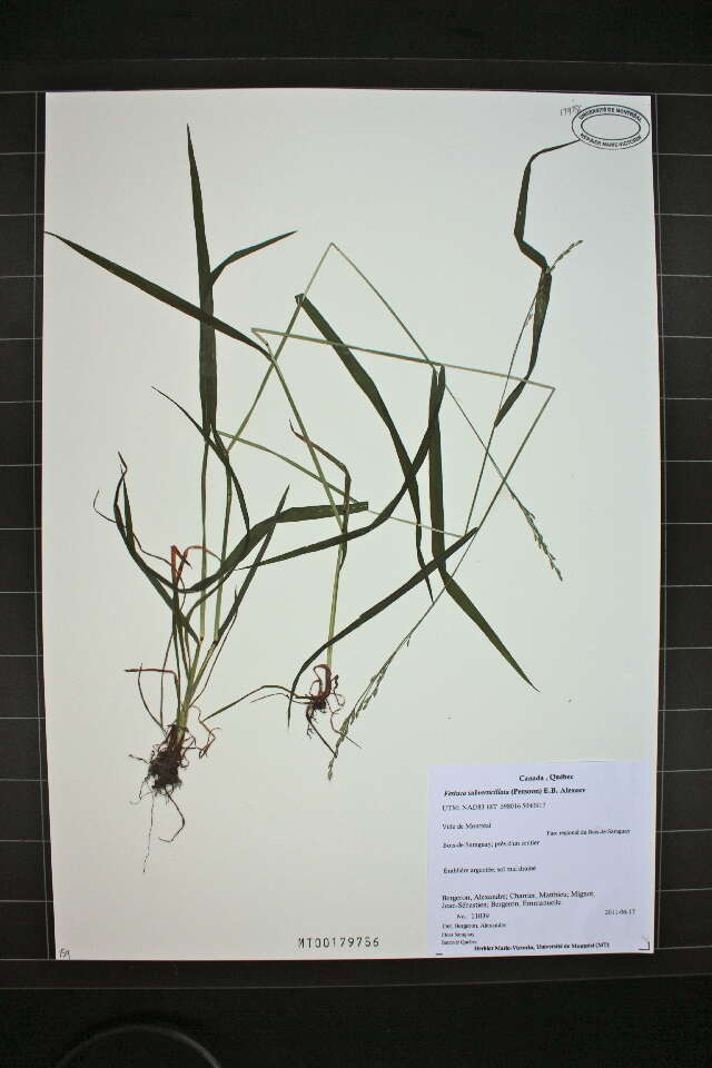 Image of Nodding Fescue