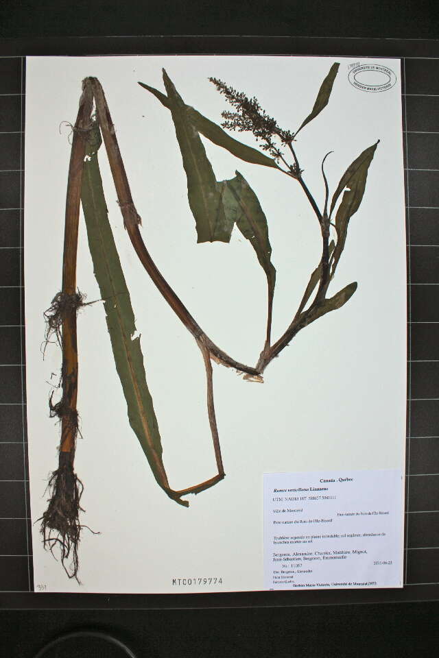 Rumex verticillatus L. resmi