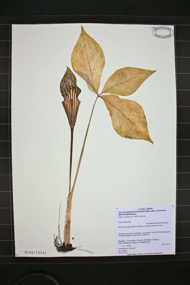 Image of Jack in the pulpit