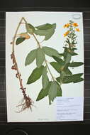 Слика од Lysimachia punctata L.