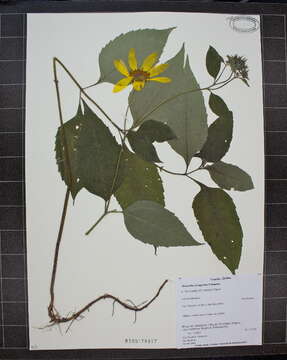 Image of thinleaf sunflower