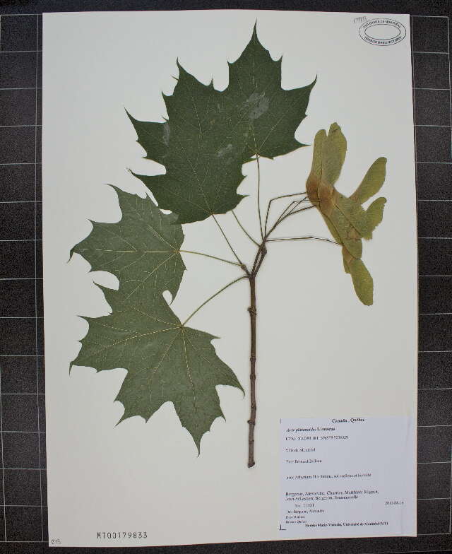 Image of Norway Maple