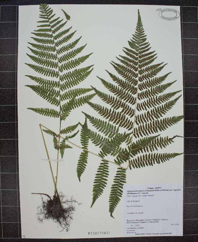 Image of ladyfern