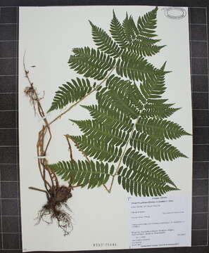 Image of Goldie's Wood Fern