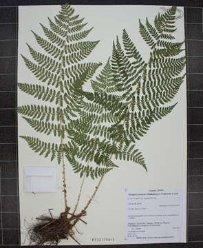 Image of intermediate woodfern