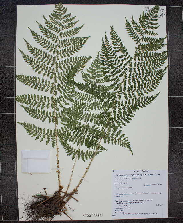 Dryopteris intermedia (Muhl. ex Willd.) A. Gray resmi