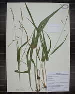 Image of blackseed ricegrass