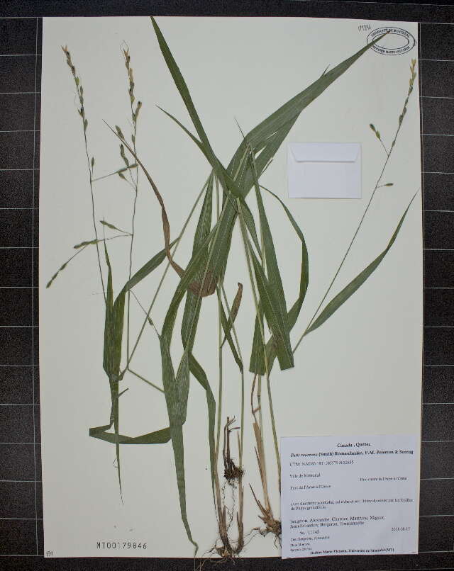 Image of blackseed ricegrass