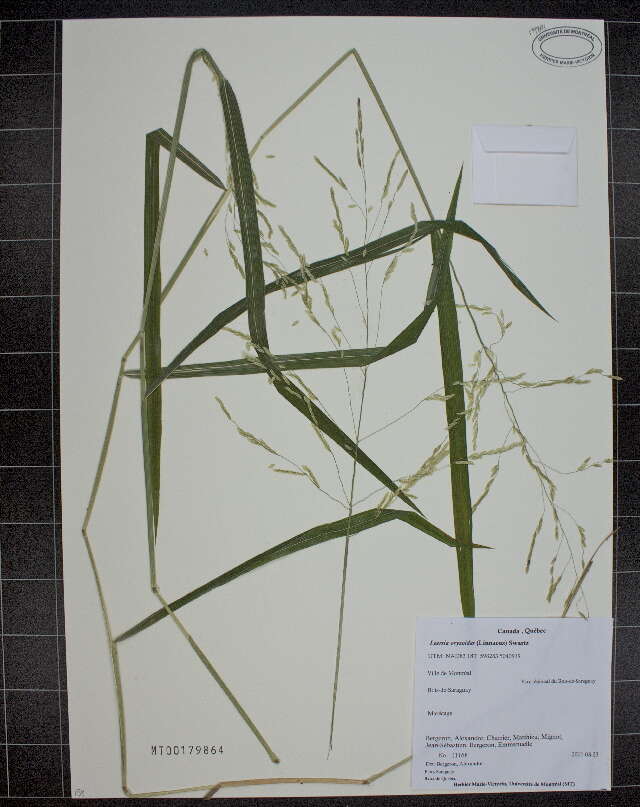 Image of Cut-grass